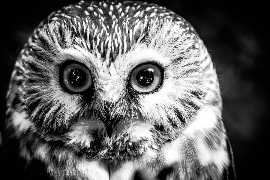 Saw-Wet Owl Photograph by Brad Bellisle