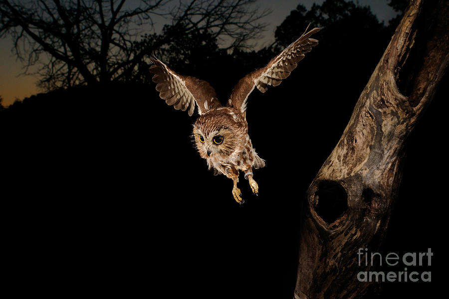 Saw Whet Owl Leaving Nest Photograph by Scott Linstead | Fine Art America