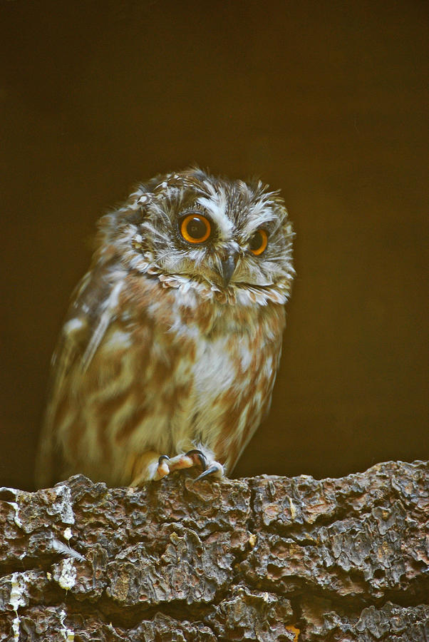 Saw-Whet Owl Photograph by Michael Hubley