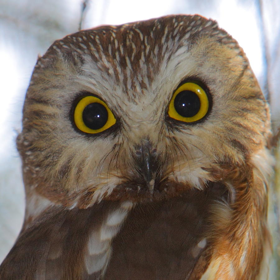 Saw-whet Owl Portrait Photograph by Bruce J Robinson