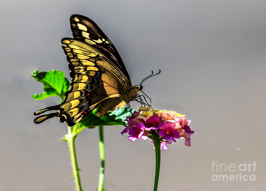 Swallowtail Butterfly #1 Photograph by Robert Bales