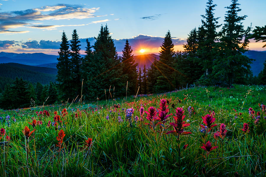 Sawatch Mountains Summer View with Wildflowers Photograph by Adventure_Photo