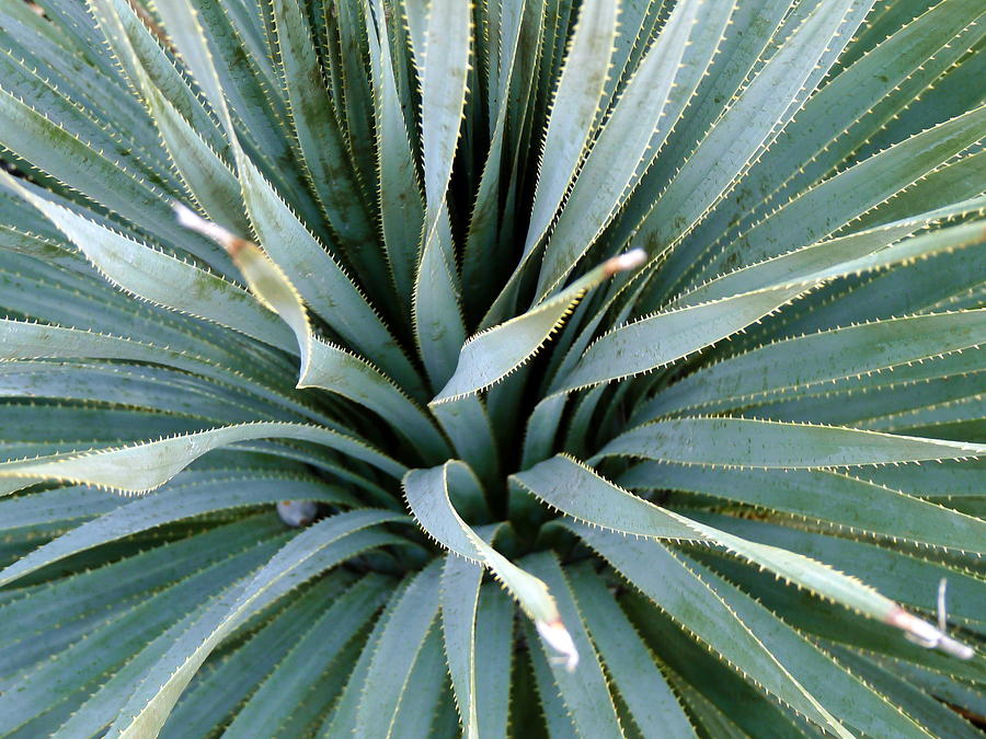 Sawblade Aloe Cactus Succulent Photograph by Jeff Lowe