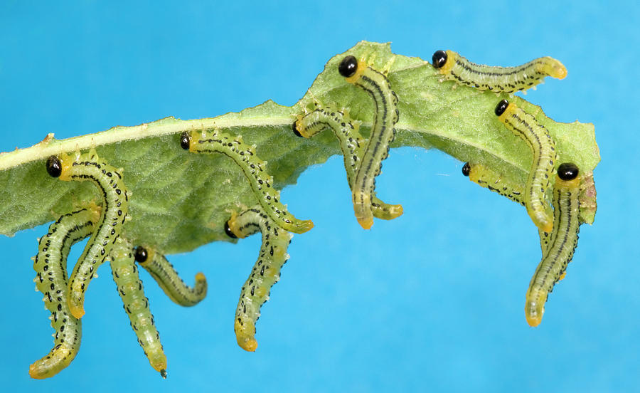 Sawfly Larvae Photograph by Nigel Downer