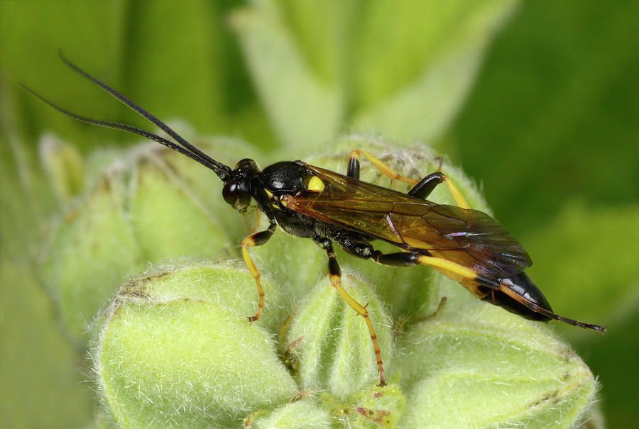 Sawfly Photograph by Nigel Downer/science Photo Library