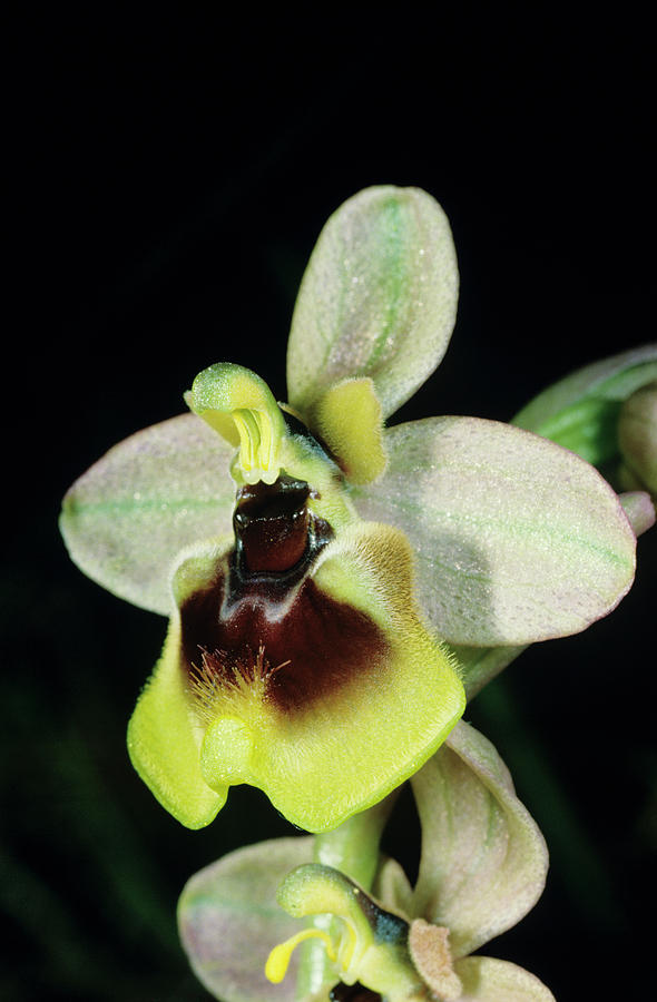 Sawfly Orchid Flower Photograph by Paul Harcourt Davies/science Photo Library