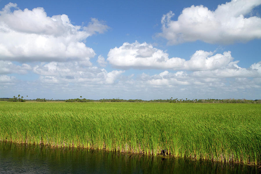 Nature Photograph - Sawgrass In The Florida Everglades by David R. Frazier