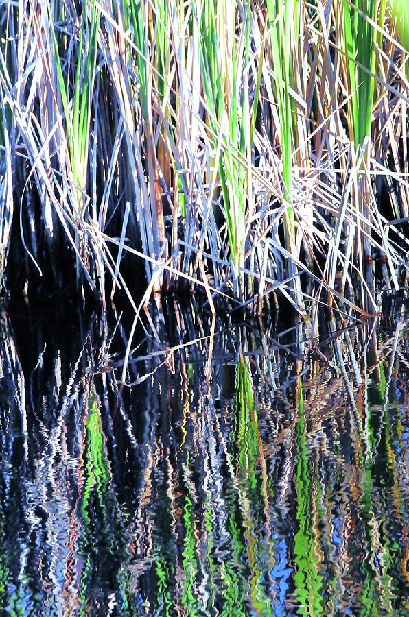 Sawgrass Reflections Photograph by Kicking Bear  Productions