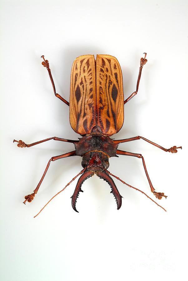 Wildlife Photograph - Sawyer Beetle by Phil Degginger
