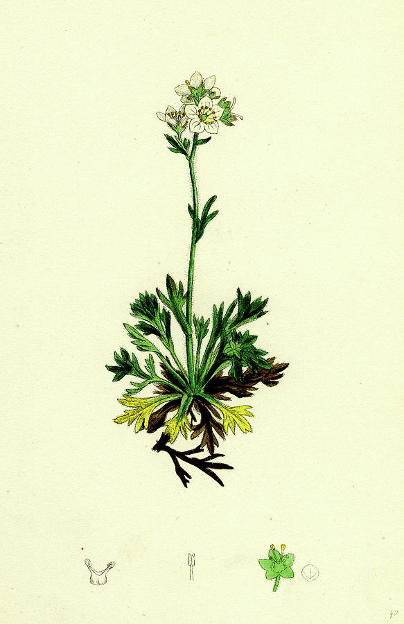 Saxifraga Decipiens Palmate-leaved Mossy Saxifrage Drawing by English ...