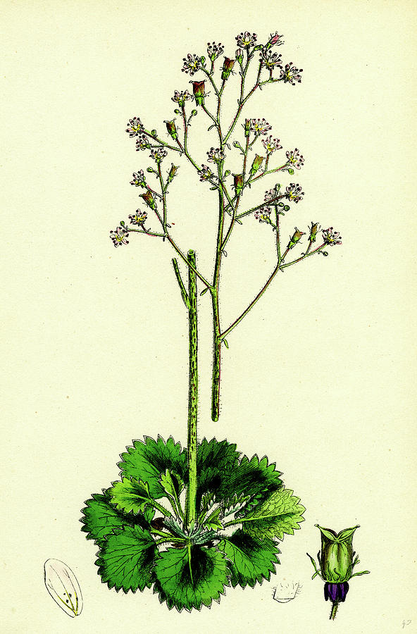 Saxifraga Geum Var Drawing by English School - Fine Art America