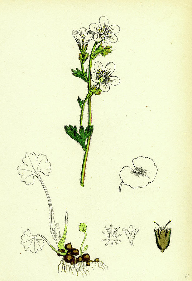 Saxifraga Granulata White Meadow Saxifrage Drawing by English School ...