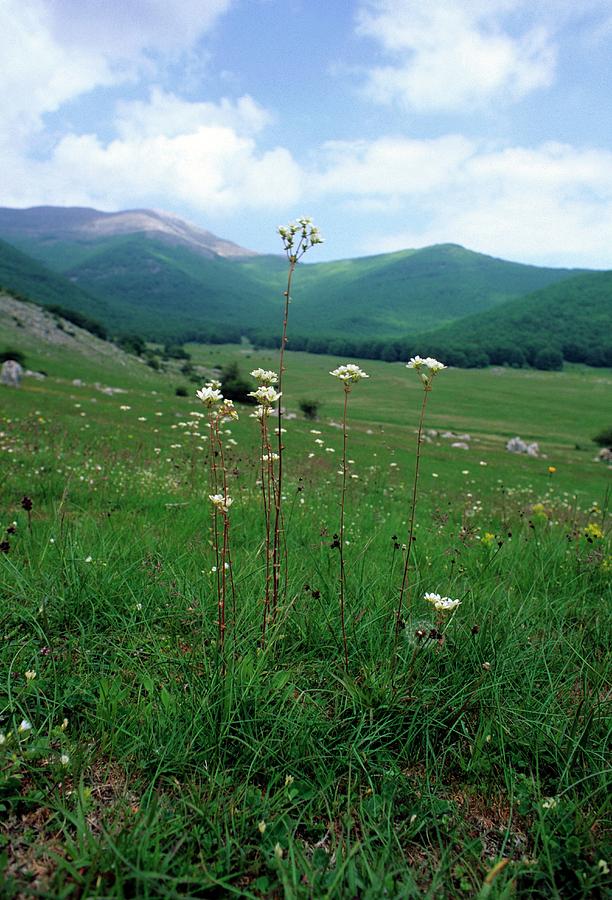 Saxifrage (saxifraga Bulbifera) Photograph by Bruno Petriglia/science Photo Library