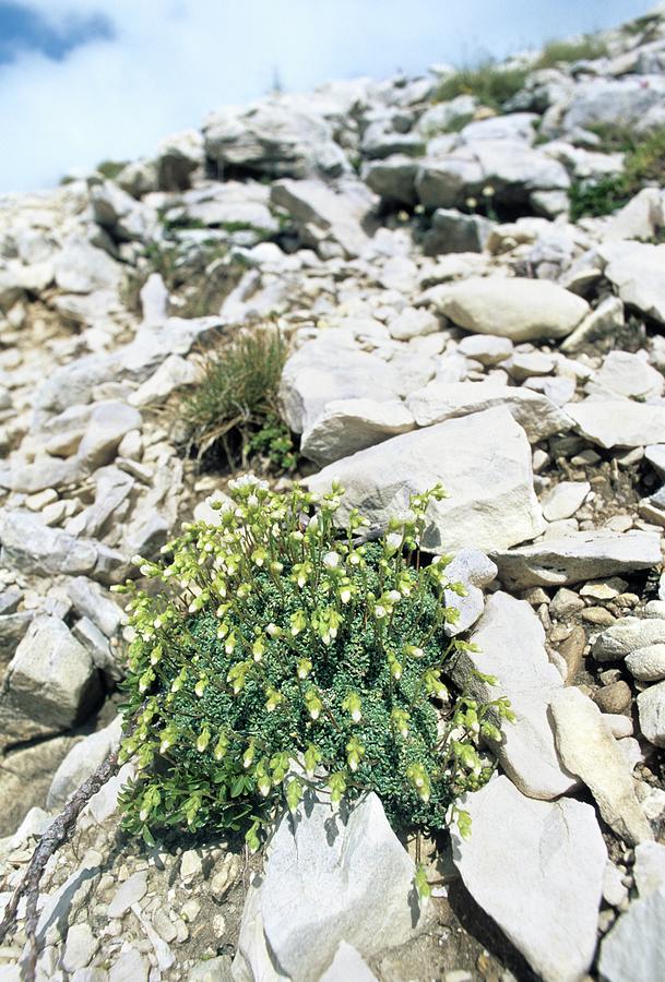Saxifrage (saxifraga Caesia) Photograph by Science Photo Library Saxifrage (saxifraga Caesia) Photograph by Science Photo Library