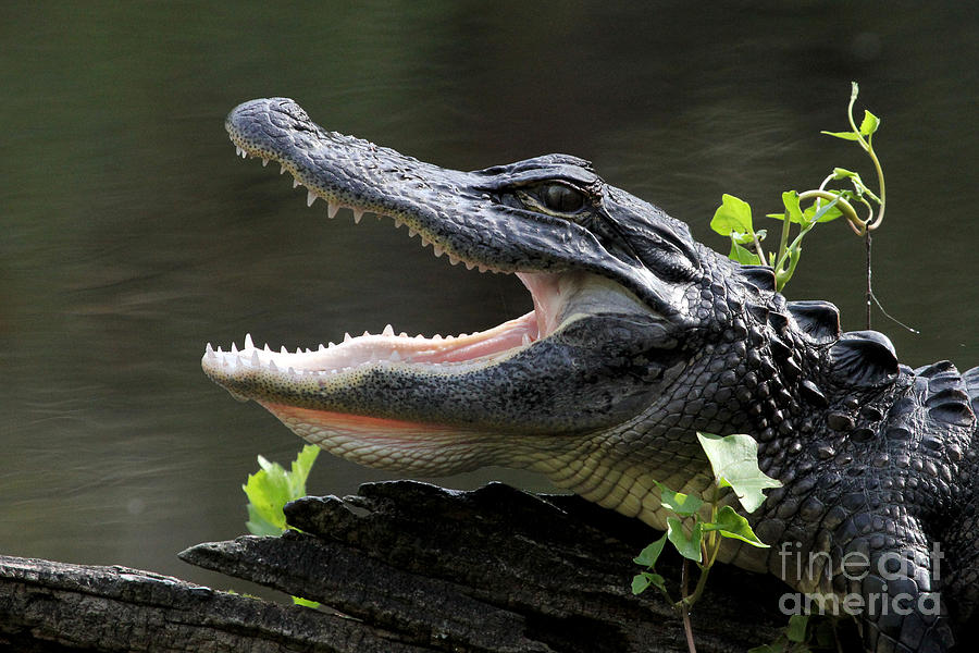 Say Aah - American Alligator Photograph by Meg Rousher