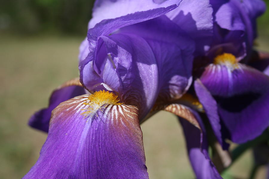 Flower Photograph - Purple Iris Closeup by Cathy Harper