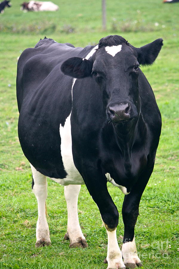 Say Cheese Photograph by Mary Joslyn - Fine Art America