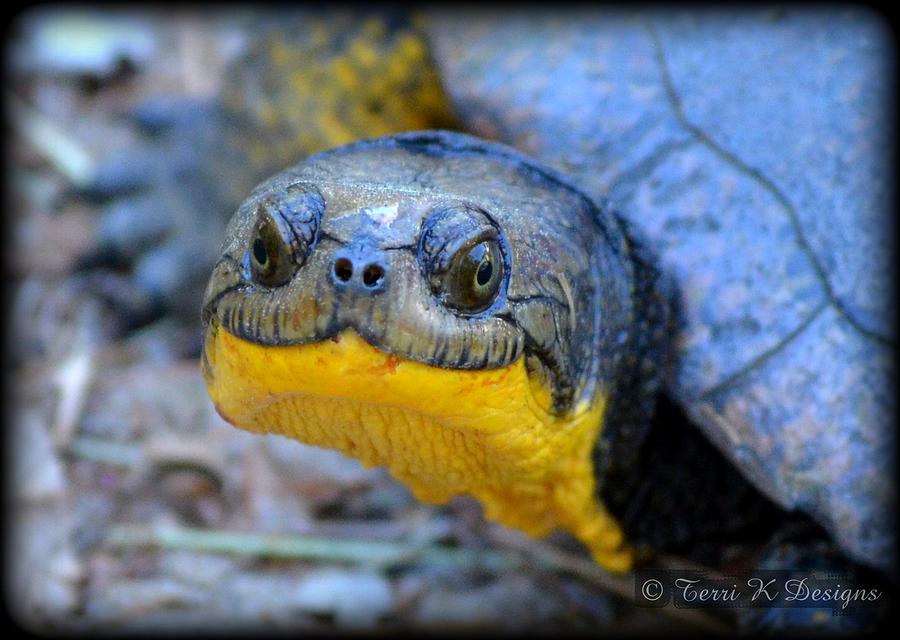 Turtle Photograph - Say cheese by Terri K Designs