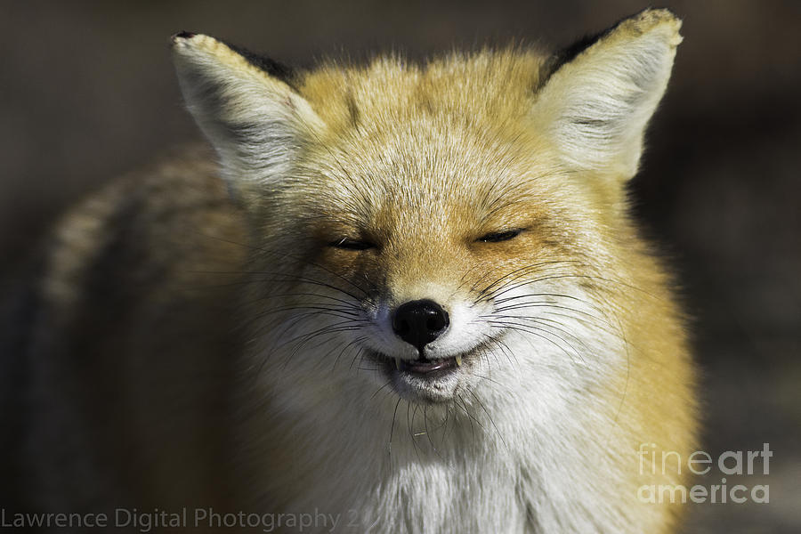 Wildlife Photograph - Say Cheese by Ursula Lawrence