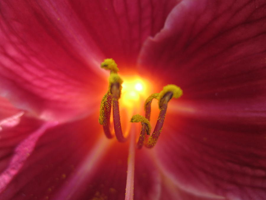 Say Hello Photograph by Mike Podhorzer - Fine Art America