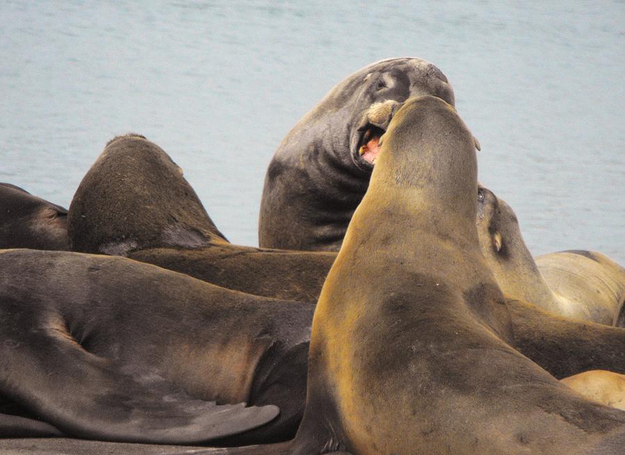 Sea Lions Photograph - Say What? by Carolynn Cumor