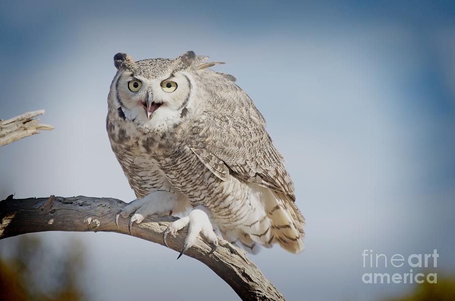 Owl Photograph - Say What  by Judy Grant