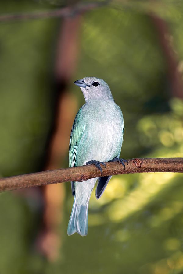 Sayaca tanager in a tree Photograph by Science Photo Library - Fine Art