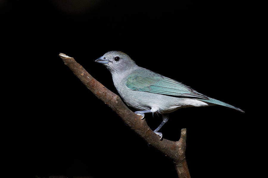 Sayaca Tanager Photograph by Jefferson Silva | Pixels