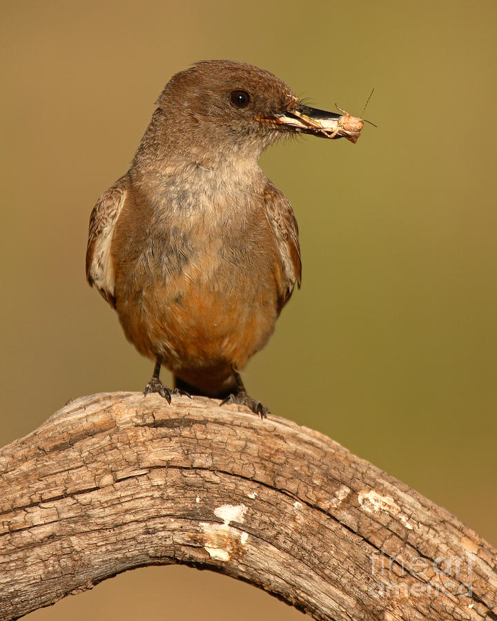 Says Phoebe With Grasshopper In Beak Photograph by Max Allen