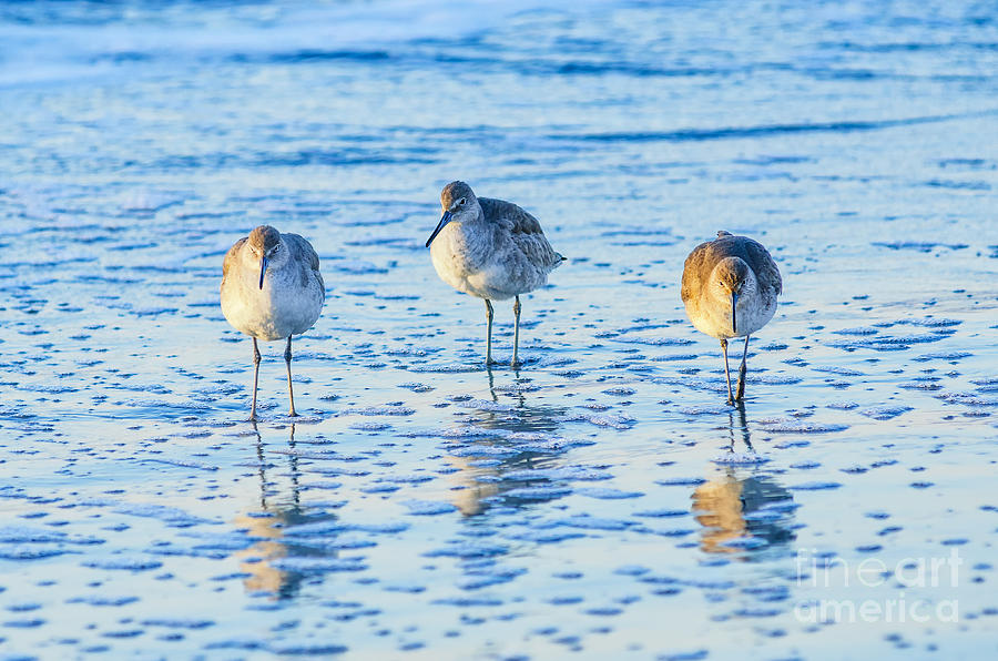 Sc Willets Photograph