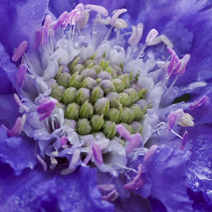 Scabiosa Photograph by Diane Fifield