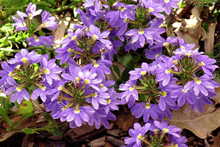 Scaevola 'purple Fanfare' In Flower Photograph by Adrian Thomas - Fine ...