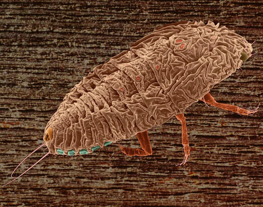 Scale Insect Nymph Photograph by Dennis Kunkel Microscopy/science Photo Library
