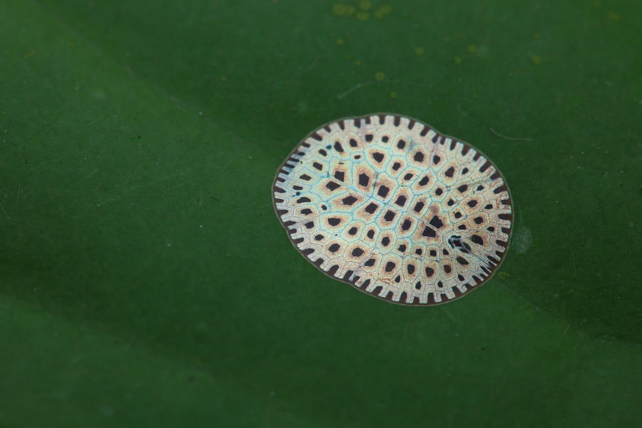 Scale Insect On Leaf Photograph by Melvyn Yeo