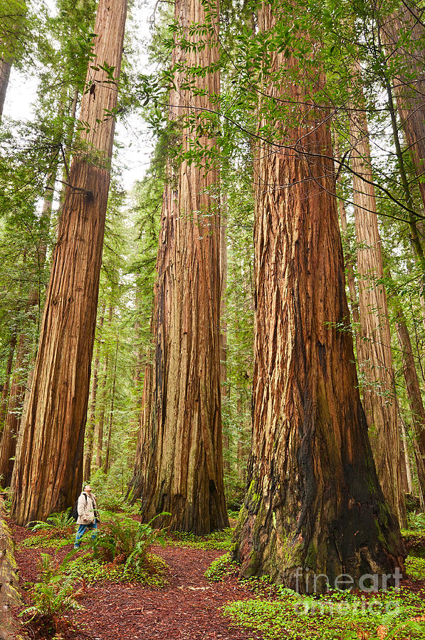 Scale - The Beautiful And Massive Giant Redwoods Sequoia Sempervirens In Redwood National Park. Photograph