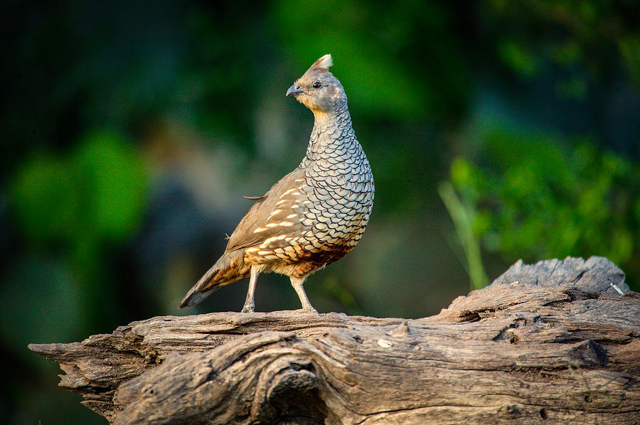 Scaled Quail Photograph by Randy Green
