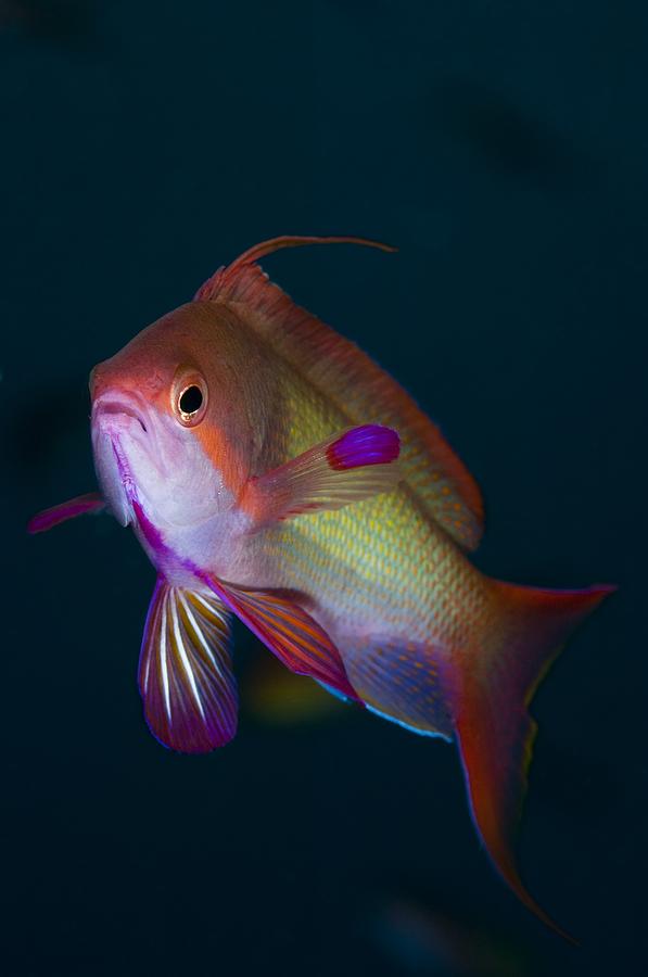 Scalefin anthias fish in Indonesia Photograph by Science Photo Library ...