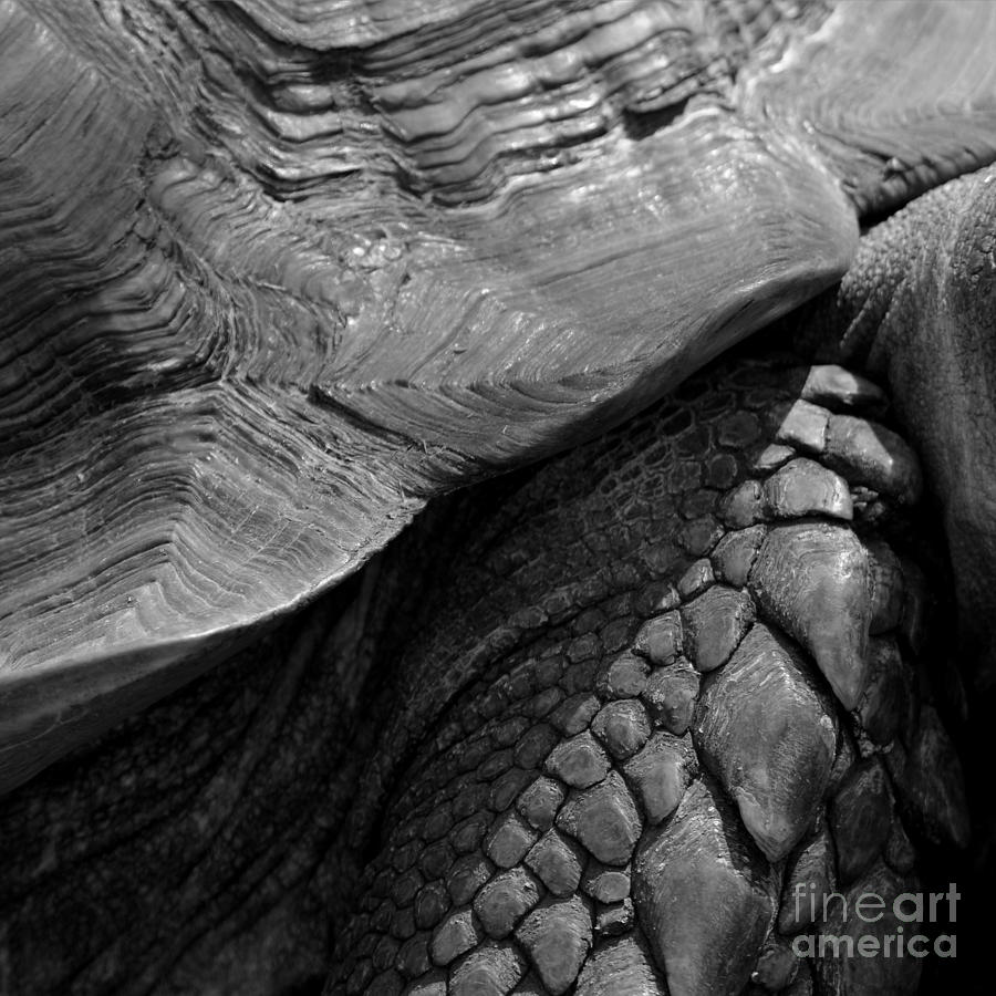 Scales of a giant tortoise Photograph by Paul Davenport