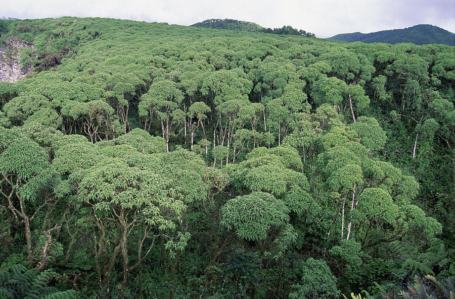 Scalesia Forest During Wet Season Photograph by Tui De Roy