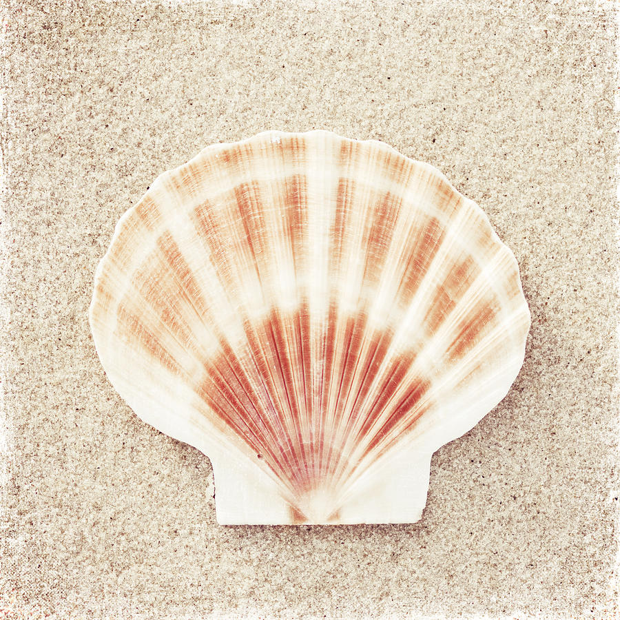 Summer Photograph - Scallop Shell - Beach Seashell Photography by Carolyn Cochrane