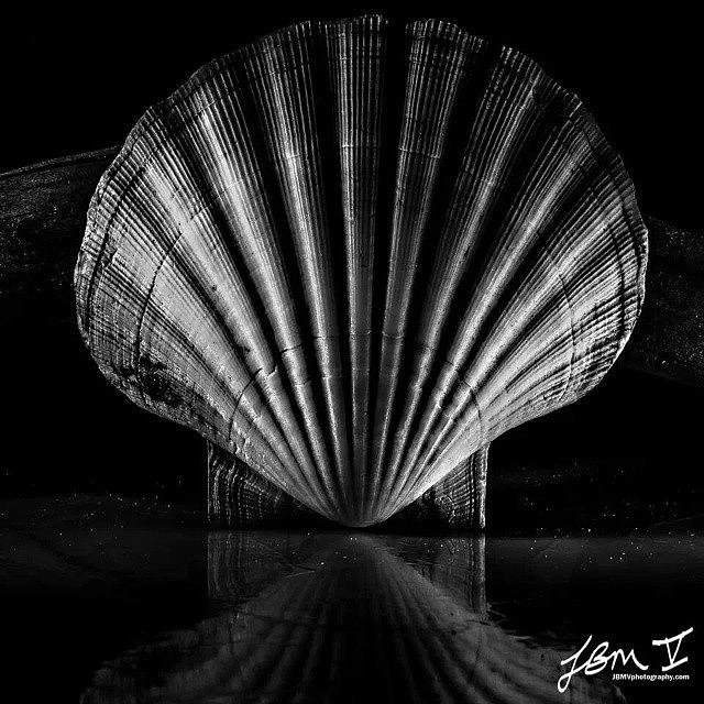 Scallop Shell Photograph by Jb Manning
