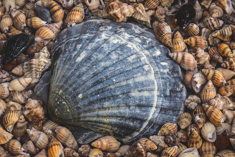 Scallop Shell Photograph by Marco Oliveira
