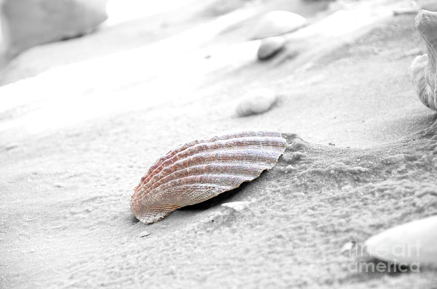 Scallop Shell Photograph by Robert Meanor