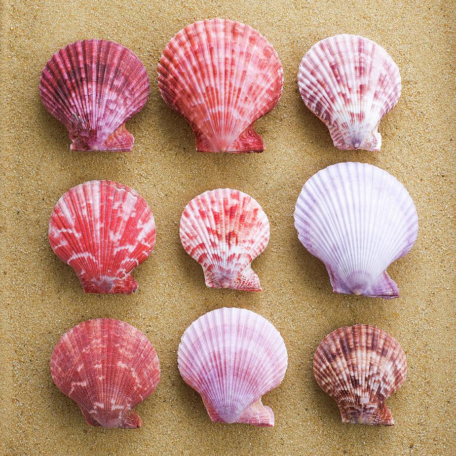 Scallop Shells In Rows by Science Photo Library