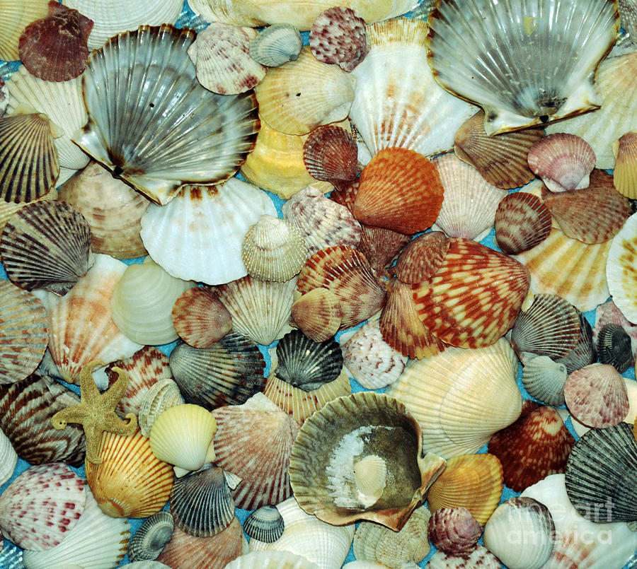 Scallop Shells Photograph by Kevin Fortier