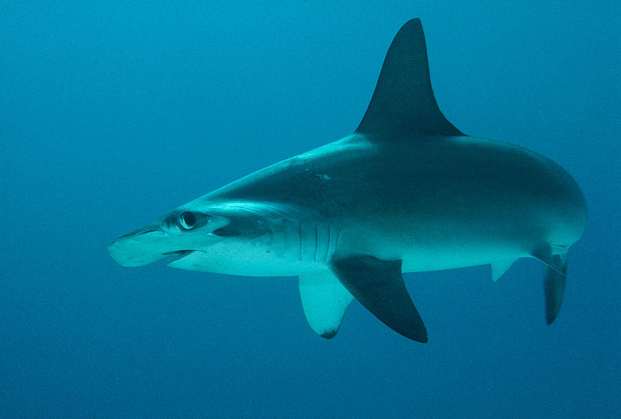 Scalloped Hammerhead Shark School Cocos Photograph by Flip Nicklin