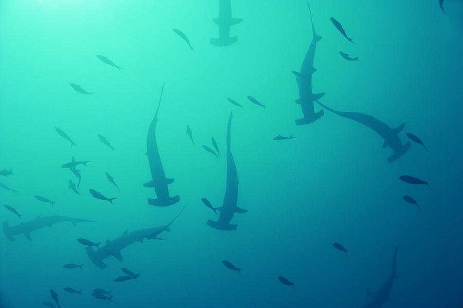 Scalloped hammerhead sharks Photograph by Comstock Images