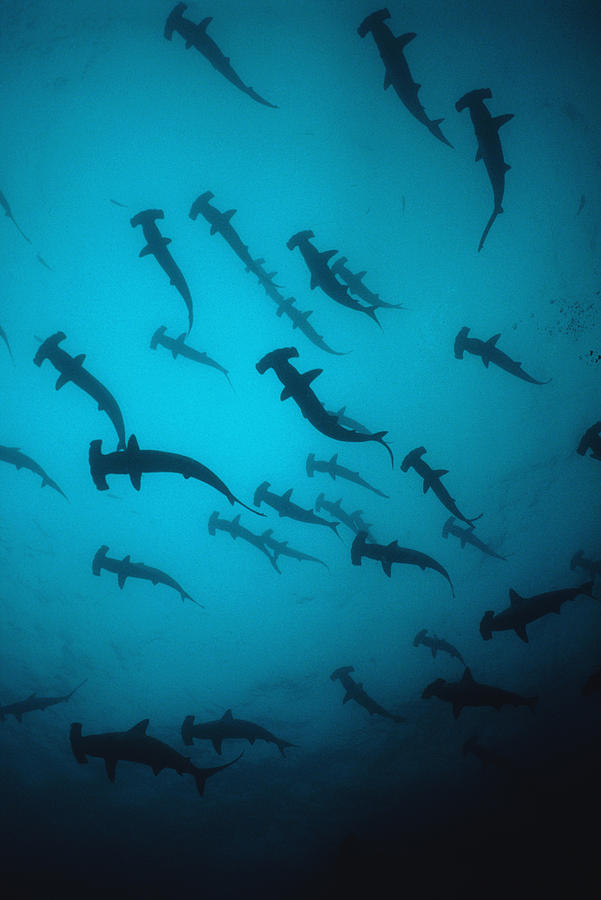 Scalloped Hammerhead Sharks Schooling Photograph by Jeff Rotman
