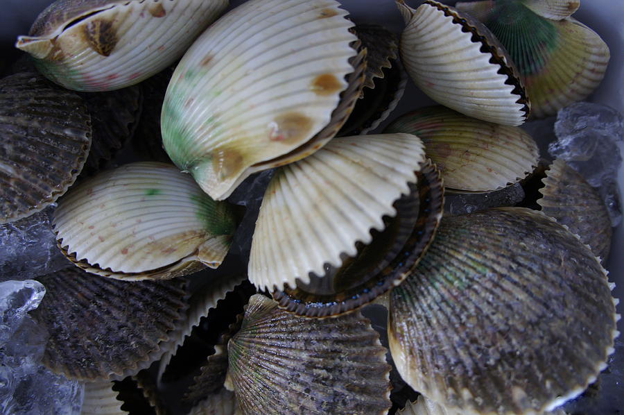Shell Photograph - Scallops by Laurie Perry