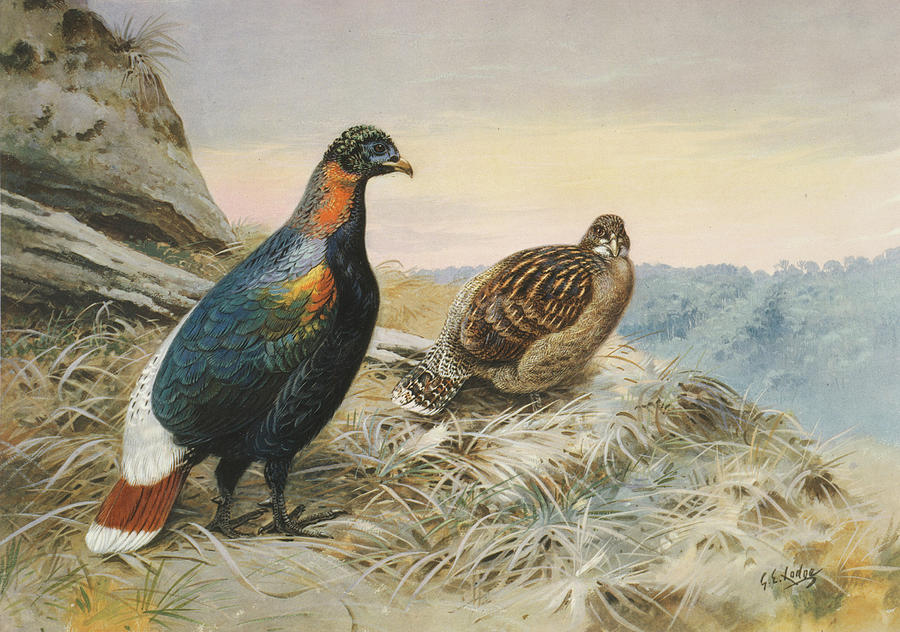 impeyan monal pheasant impeyan monal pheasant